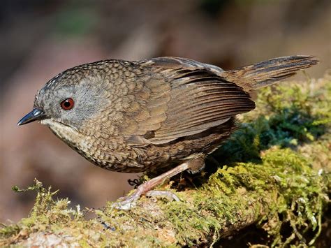 Grey-bellied Wren-Babbler - eBird