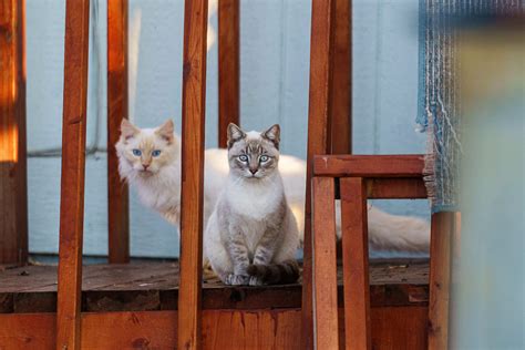 If you find a cat. — Austin Siamese Rescue