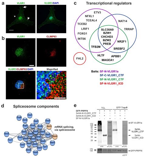 Affinity Proteomics Identifies Interaction Partners and Defines Novel ...