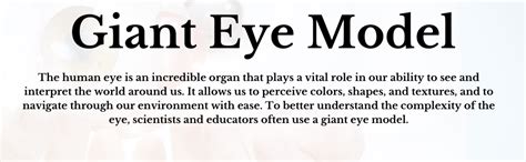 AjantaExports Giant eye model Human eye anatomy model Anatomical eye ...