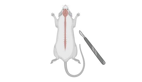 Image result for Animal Tissue Sample Collection Vials