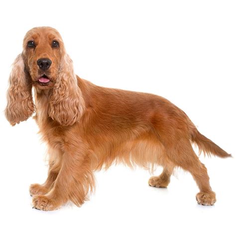 Cocker Spaniel Similar Breeds | atelier-yuwa.ciao.jp