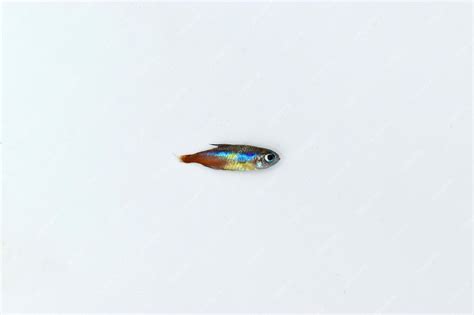 Premium Photo | Neon tetra fish died due to poor water quality ie ammonia poisoning dead small fish