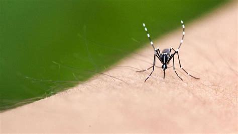 蚊子可以传播冠状病毒吗？看看专家和WHO是如何解释的 - 哔哩哔哩
