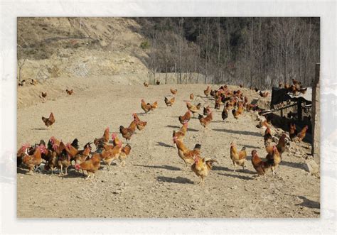 想开养鸡场必须做好哪些准备、满足什么条件？_土鸡网
