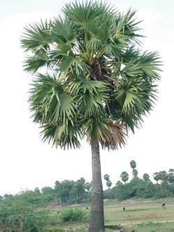 Horticulture :: Plantation Crops :: Arecanut