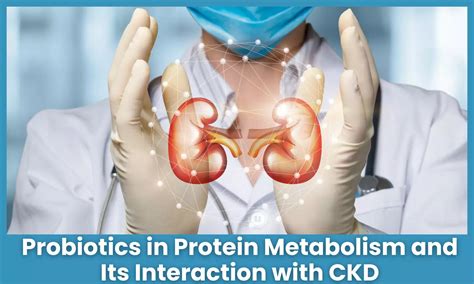 Considering Probiotic in CKD: Exploring Complementary Effect on Protein ...