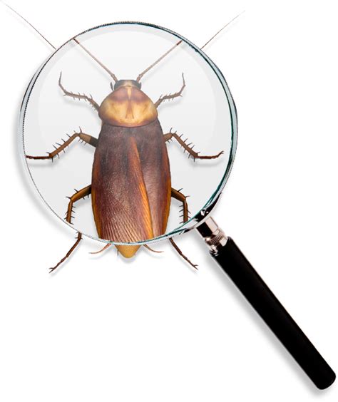 BAYGON® Take back your home.