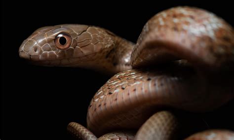 King Rat Snake Animal Facts - Elaphe carinata - A-Z Animals