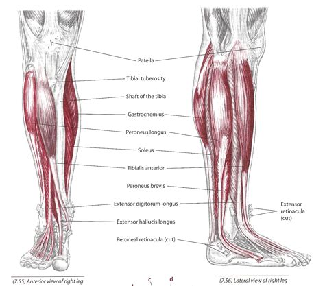 Shin Bone Muscle
