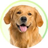 Ivermectin for Dogs: Uses, Safety & Dosage Guide | Supertails
