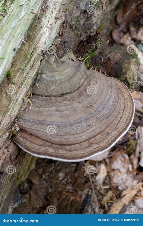 Fungi are Saprophytes and Parasites that Live on Trees in Parks and ...