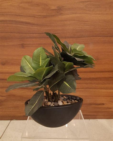 Black Round Table Pot with Plant
