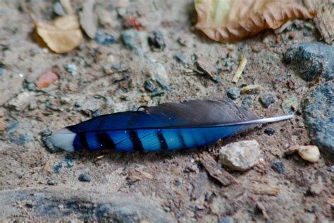 Blue Jay Feather | Henry Hartley