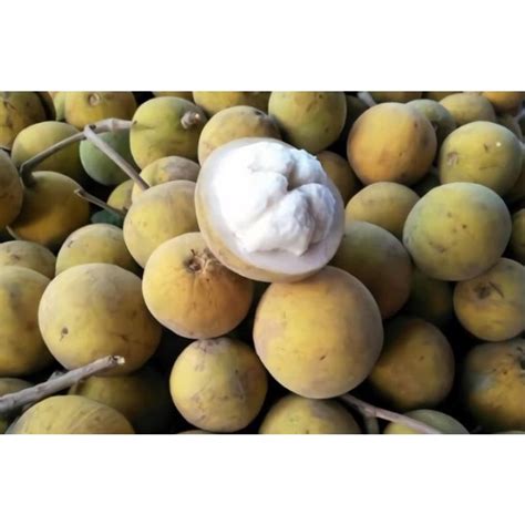 Image result for Kuning Kecapi