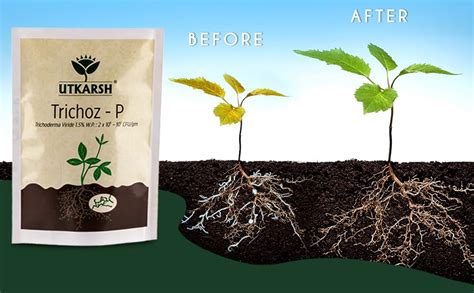 Utkarsh Trichoz-P (Trichoderma Viride 1.5% W.P.: 2 x 10^6-10^8 CFU/gm ...