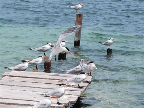 Posada Tortuga Bay - Reviews, Photos - Morrocoy National Park - Tripadvisor