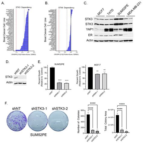Targeting the Divergent Roles of STK3 Inhibits Breast Cancer Cell ...