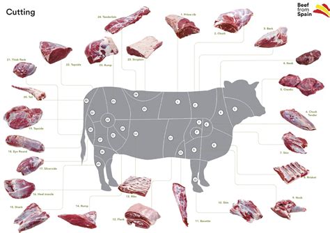 Meat In Spanish Translation at Naomi Freed blog