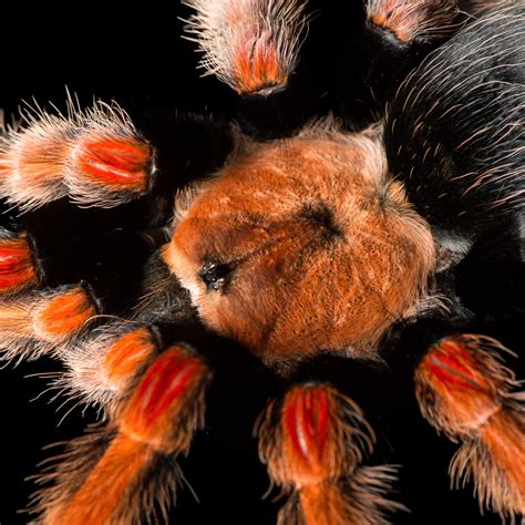 Goliath Birdeater Spider White