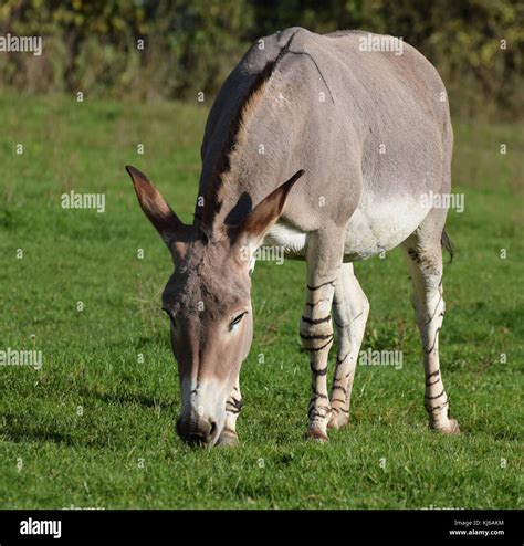 An African Wild Ass or donkey, grazing on grass Stock Photo - Alamy