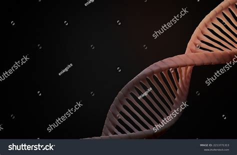 Image result for Complementary Strand with Backbone