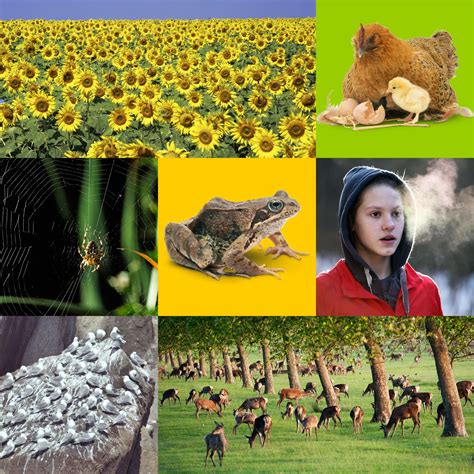 A Living Thing Which Carries Out the Seven Life Processes ...