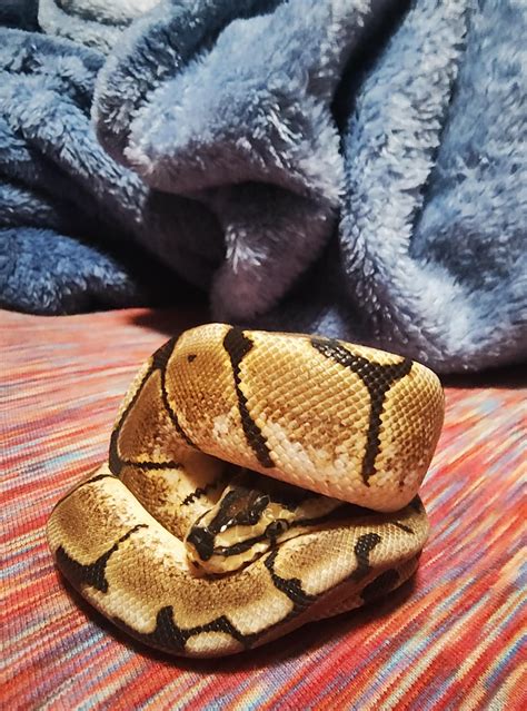Image result for Ball Python Not Eating