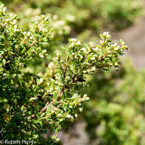 Coyote brush - Waterwise Garden Planner