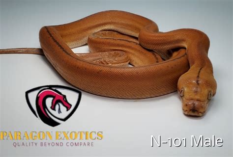 Image result for Mocha Marble Reticulated Python