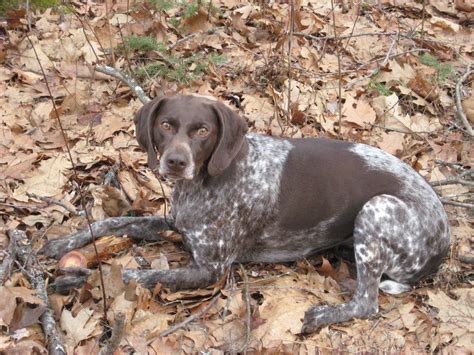 German Shorthaired Pointer Breed Guide - Learn about the German ...