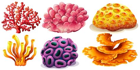 Types Of Coral