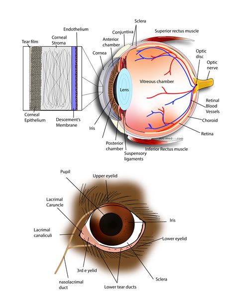 Cornea Anatomy Diagram Structure Of Cornea Clearvision Eye Clinic