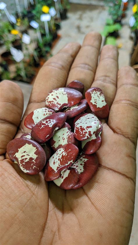 Double beans - Rajula chikkudu - seeds