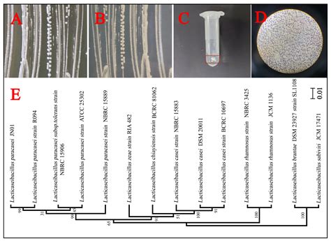 The Effects of Iron-Bearing Minerals on the Community Diversity and ...