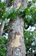 Image result for Soapberry