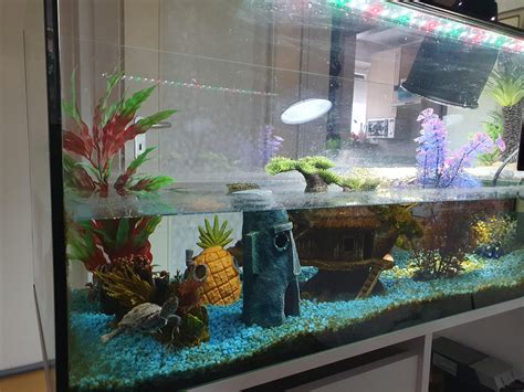 Image result for Normal Shell Warrantly