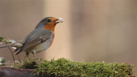 Seeing non-native birds in West Texas? Here's why. | newswest9.com