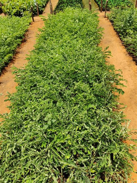 Project for Forest and Biodiversity Conservation for Climate Change ...