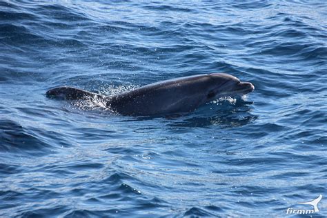 Delfinpatenschaft - Lolly