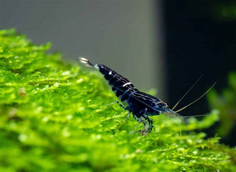 Image result for Best Fish for Java Moss