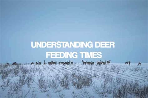 Prime Deer Feeding Times: Maximize Your Hunting Success