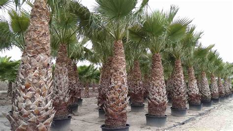 Washingtonia filifera: cuidados, características, diferencias con robusta y guía completa