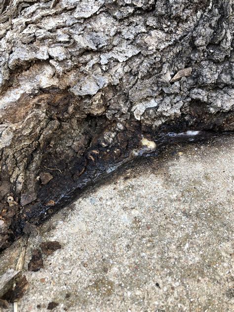 Image result for Tree Rot Infection