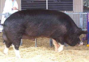 Duroc Pig: Origin, Characteristics, Size, Color, Weight
