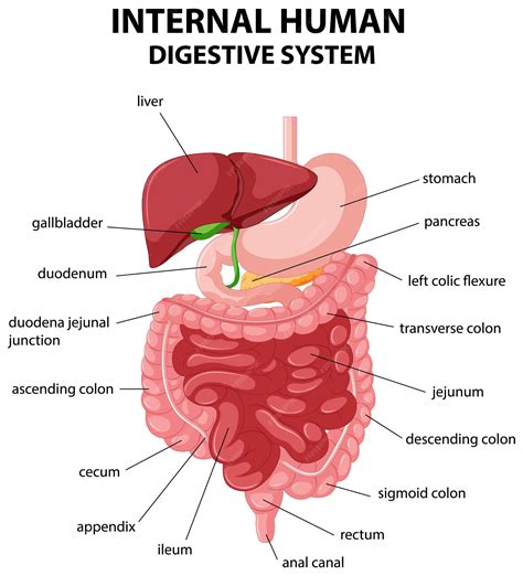 Digestive System 的图像结果