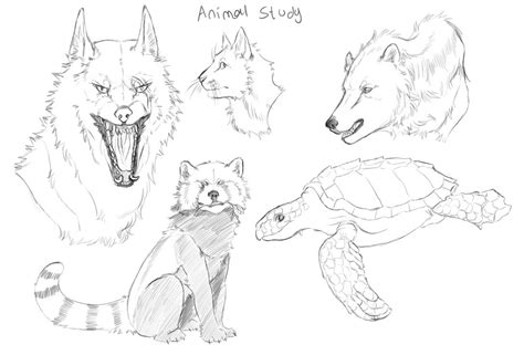 Image result for 11 Study of Animal Jr Tutorial