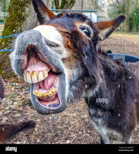 Donkey smiling showing big set of teeth Stock Photo - Alamy