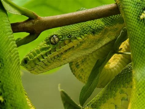 MANU CAIMAN PERU (2026) All You Need to Know BEFORE You Go (with Photos ...