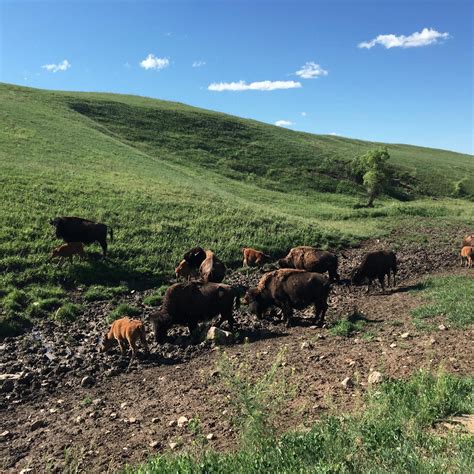 Wildlife Loop Road - All You Need to Know BEFORE You Go (2025)